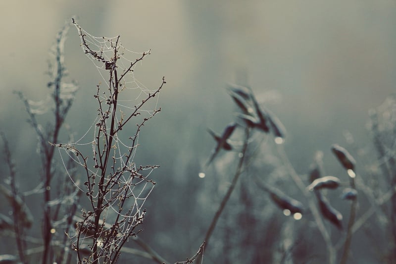 Spider web with dew drops